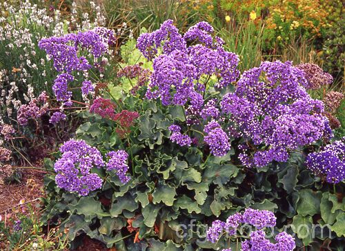 Limonium Sinuatum